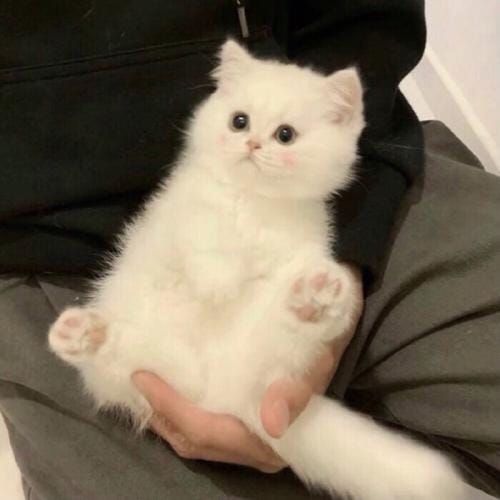 بشریٰ انصاری profile picture