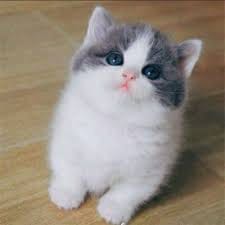 عماد وسیم profile picture